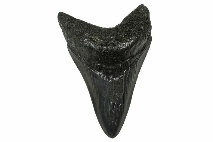 Serrated, Fossil Megalodon Tooth - South Carolina #374775